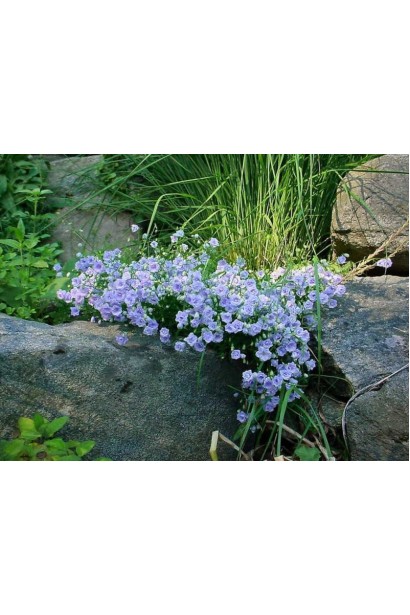 Campanula `Elizabeth Oliver` у повному цвітінні